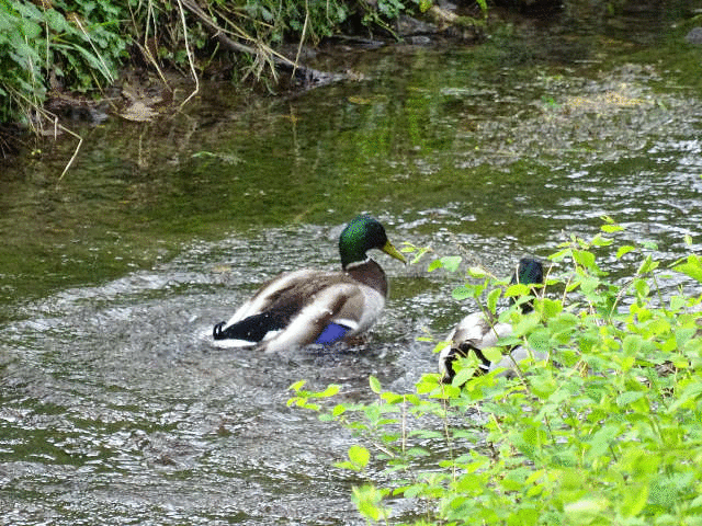 �����A�q���ƃA���k�{�A��̒뉀