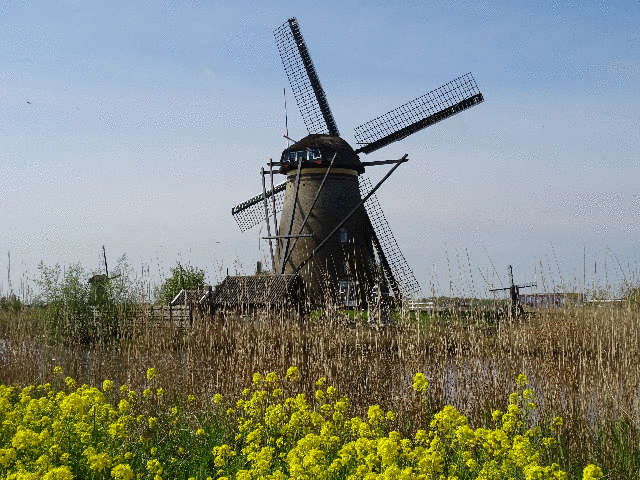 �؂̉Ԃ̍炭���H�e�̎U���H���畗�Ԃ�]��