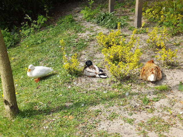 ���X�g�����@DE�@SCHAAPSKOOI