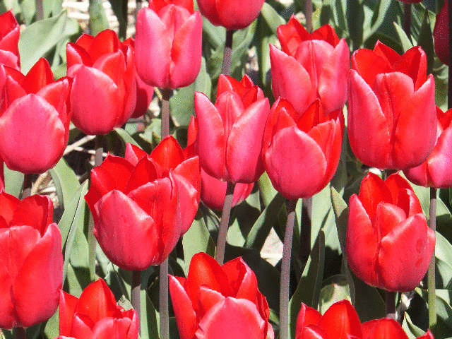 �L���[�P���z�t�����̎U��<